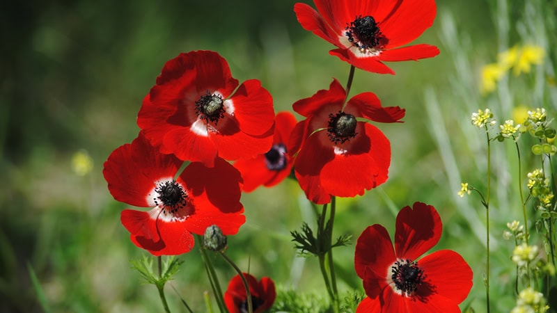 Red anemone coronaria flowers