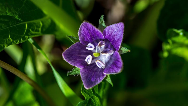 A purple autumn mandrake flower